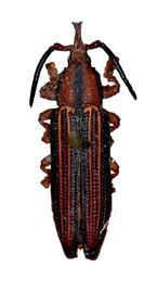   Gestronella  habitus. 